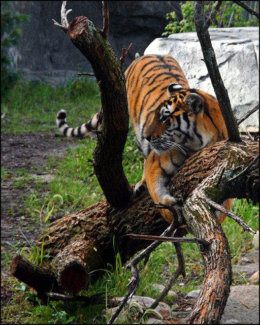 Tiger Relaxing
