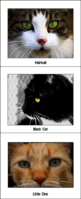 Cat Triptych