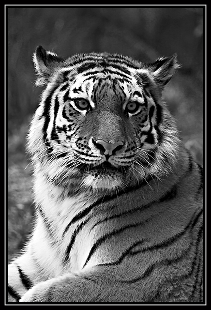 b&w Tiger