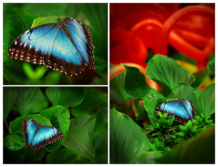 Green on Blue