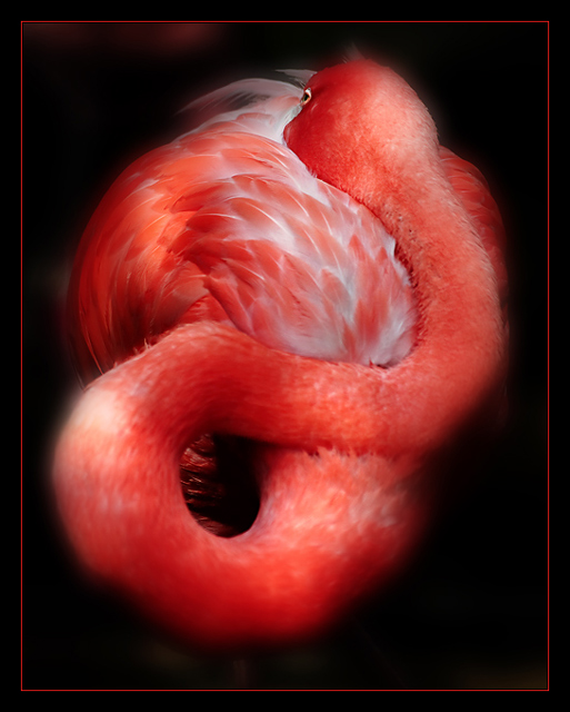 curled up and pink