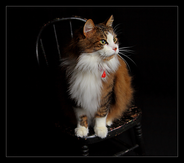 Quick Cat Portrait