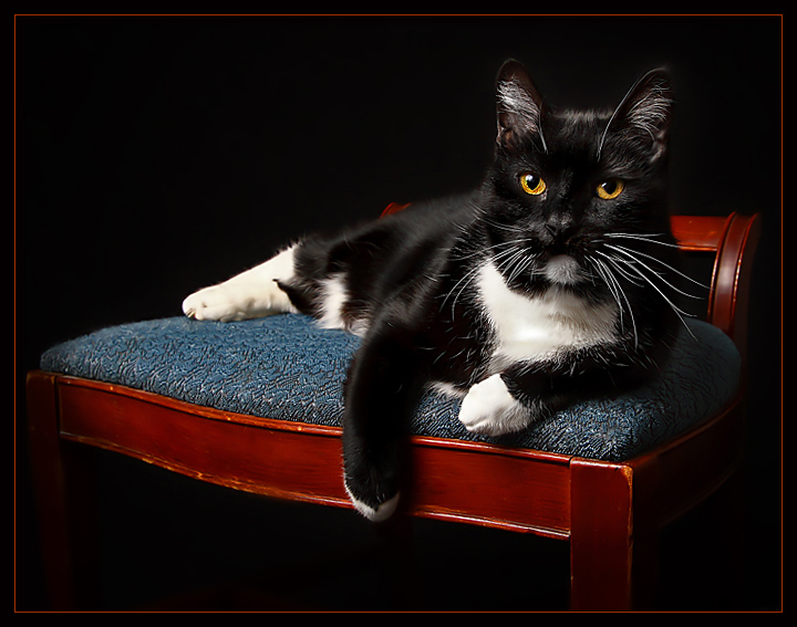 A Black Cat