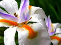African Iris
