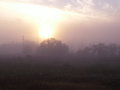 Foggy Diffusion