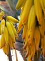 Aloe Vera Flowers