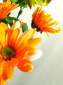 Orange  Bouquet