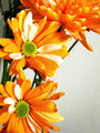 Orange Bouquet 2