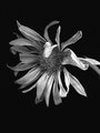 dyingdaisy3.JPG