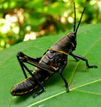 Eastern Lubber Grasshopper  (Romalea microptera)