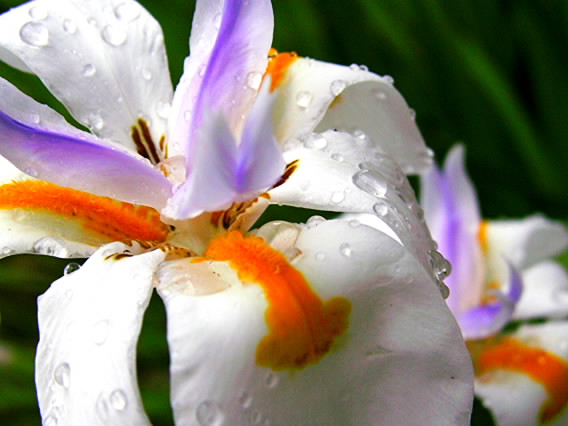 African Iris