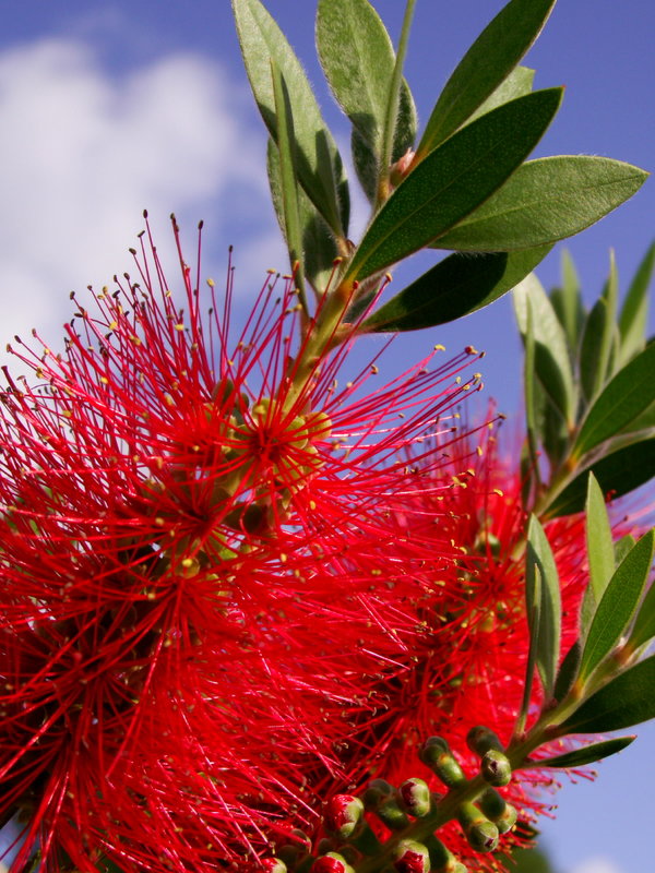 Bottlebrush