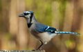DSC_1184-1BlueJay