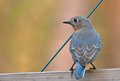 DSC_2126-1FemaleBluebird