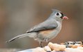 DSC_2043-1TuftedTitmouse