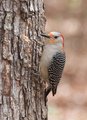 DSC_2024-1FemaleRedBellied