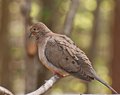 DSC_2102-1MourningDove