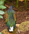 DSC_1736-Nicobar Pigeon - Nicobar Island