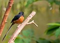 DSC_1649-Common Sharna Thrush - Asia