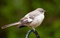 DSC_2215-Mockingbird