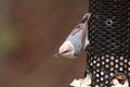 DSC_2435-Nuthatch