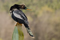 Anhinga