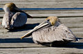 BrownPelican