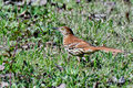 BrownThrasher