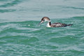CommonLoon