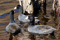 Coots