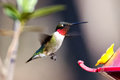 Ruby-ThroatedHummingbird