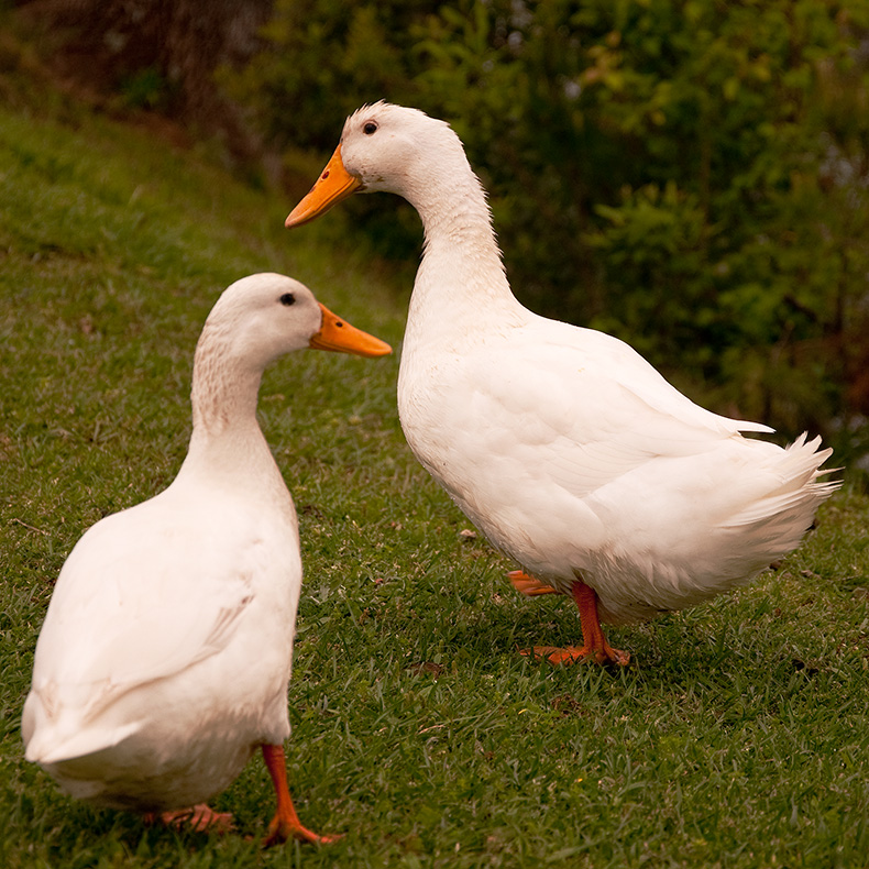 DSC_1930-1TwoDucks