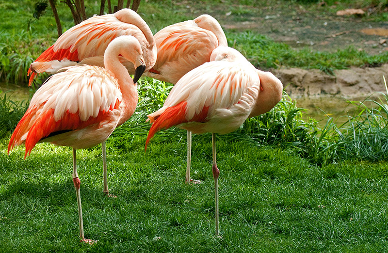 DSC_1561-Flamingos