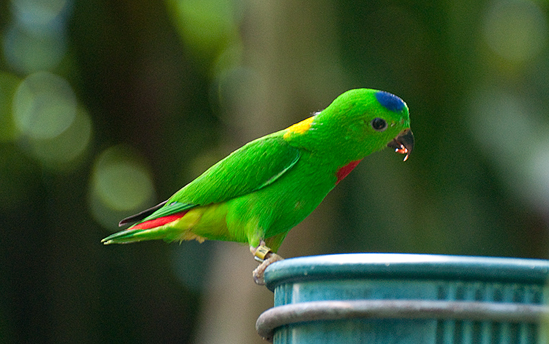 DSC_1888-Blue-crowned Hanging Parrott - Asia