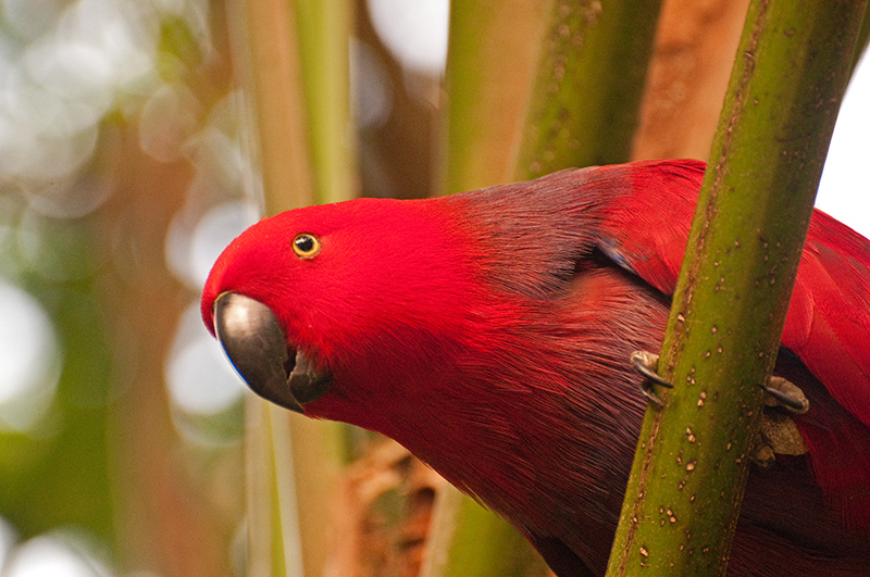 DSC_1645-Eclectus Parrott - Australia, New Guinea, Solomon Islands