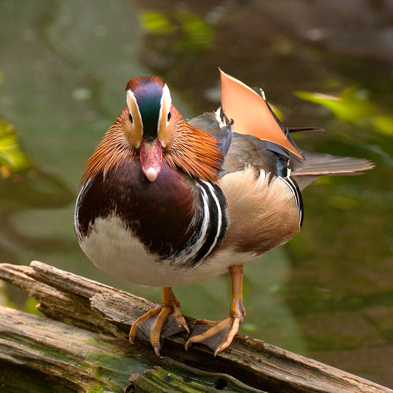 DSC_1824-Mandarin Duck - Asian