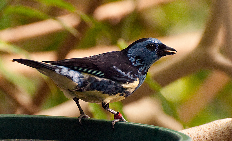 DSC_1595-Turquoise Tanager - South America