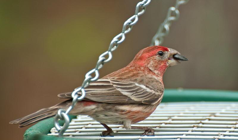 DSC_1196 PurpleHouseFinch