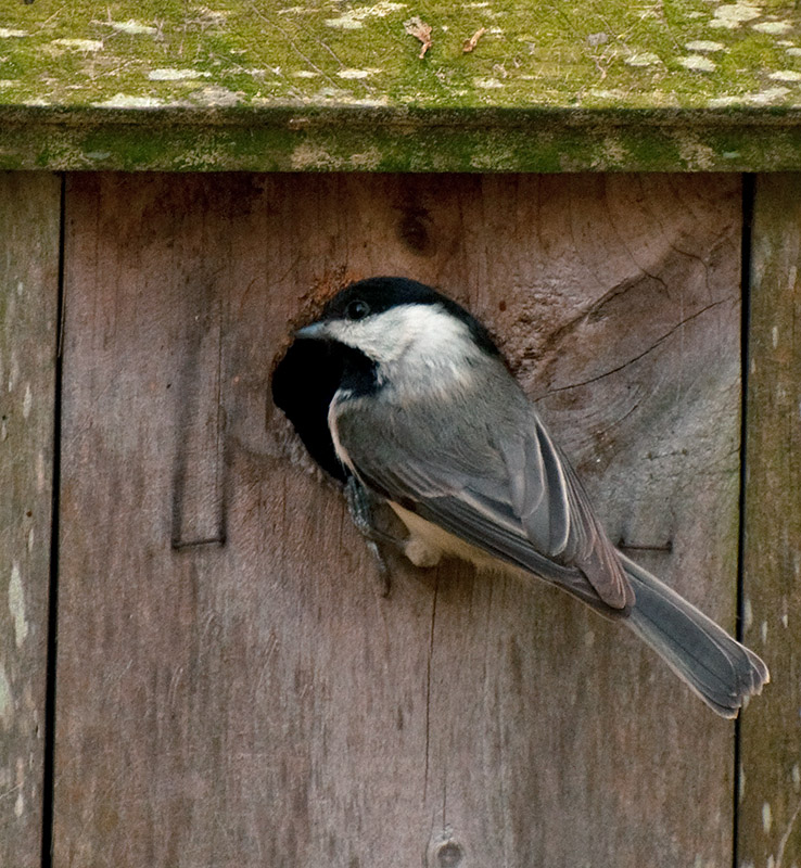 DSC_2097-Chickadee