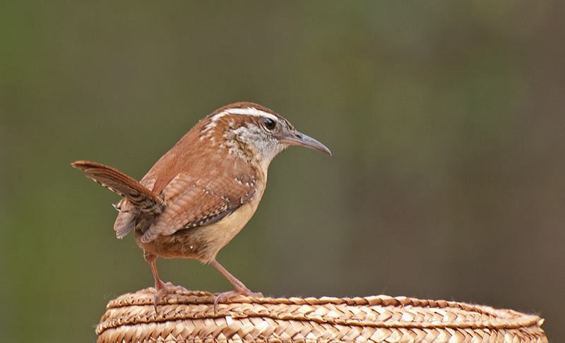 DSC_1344-CarolinaWren