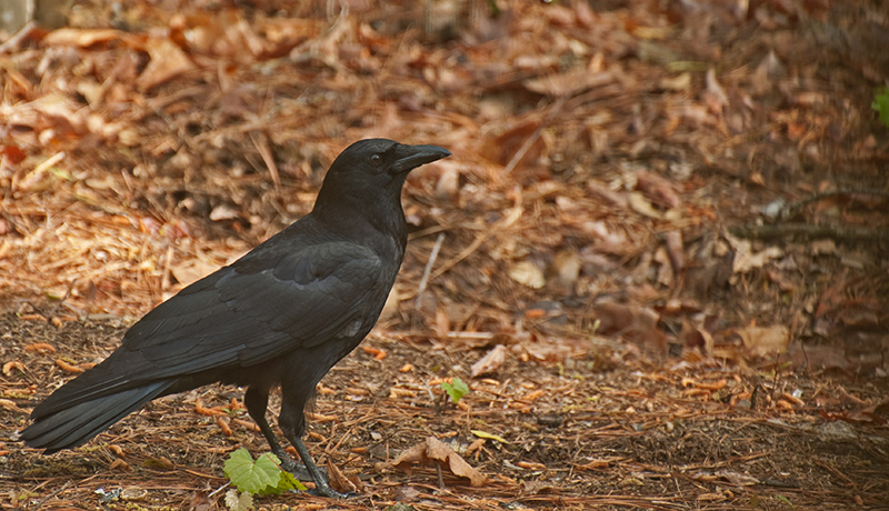 DSC_1205-Crow