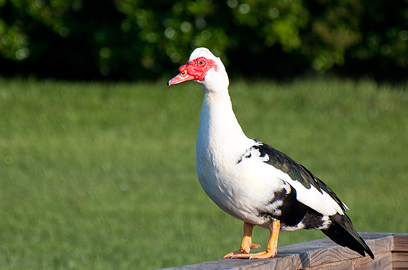 DSC_2089-MuscovyDuck