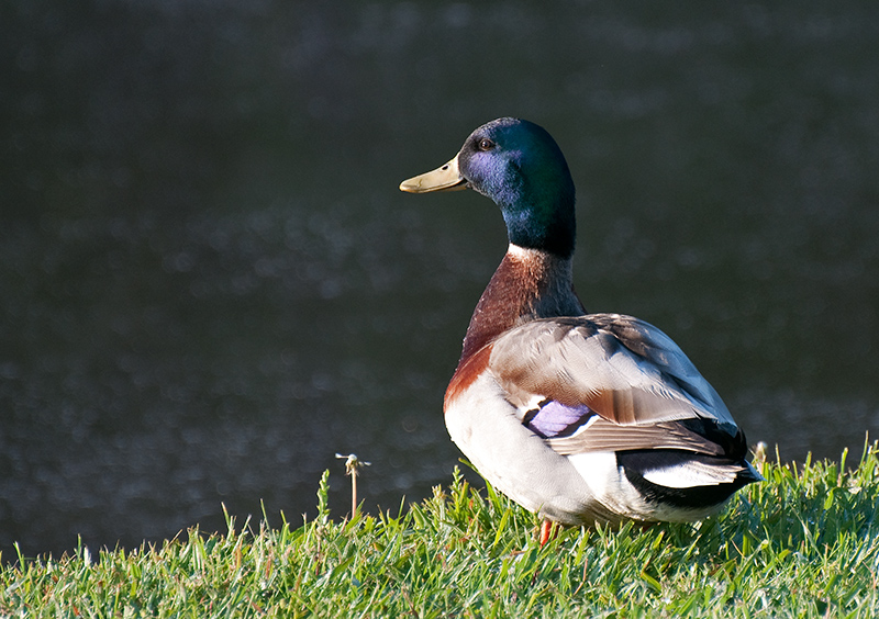 DSC_2051-Mallard