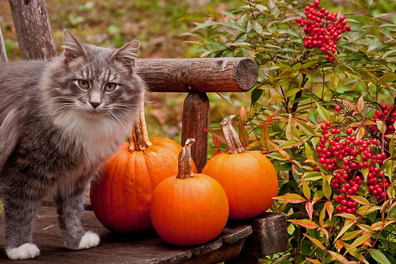 CatWithPumpkins&Berries-DPC