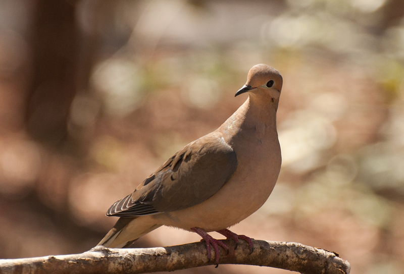 Mourning-Dove