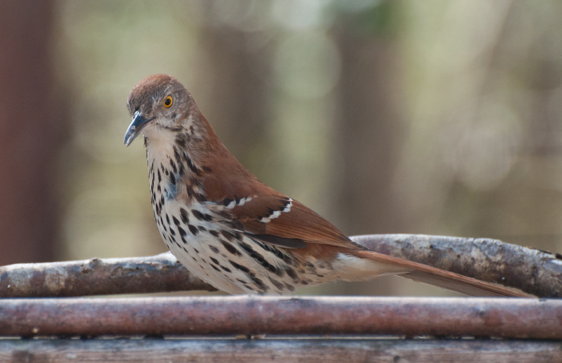 Brown Thrasher