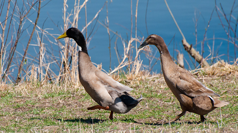Ducks - Unknown
