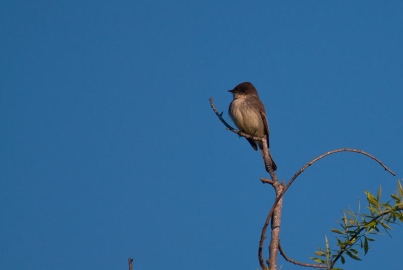 Eastern Phoebe