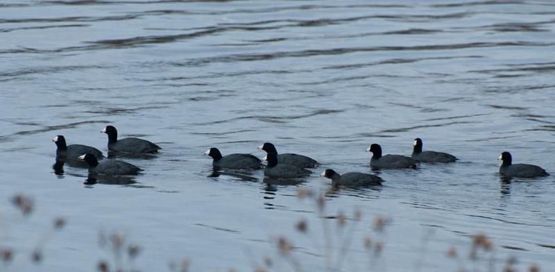 Coots