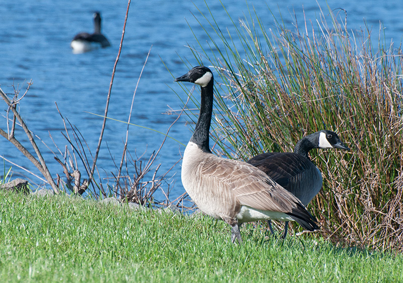 Canadian Geese